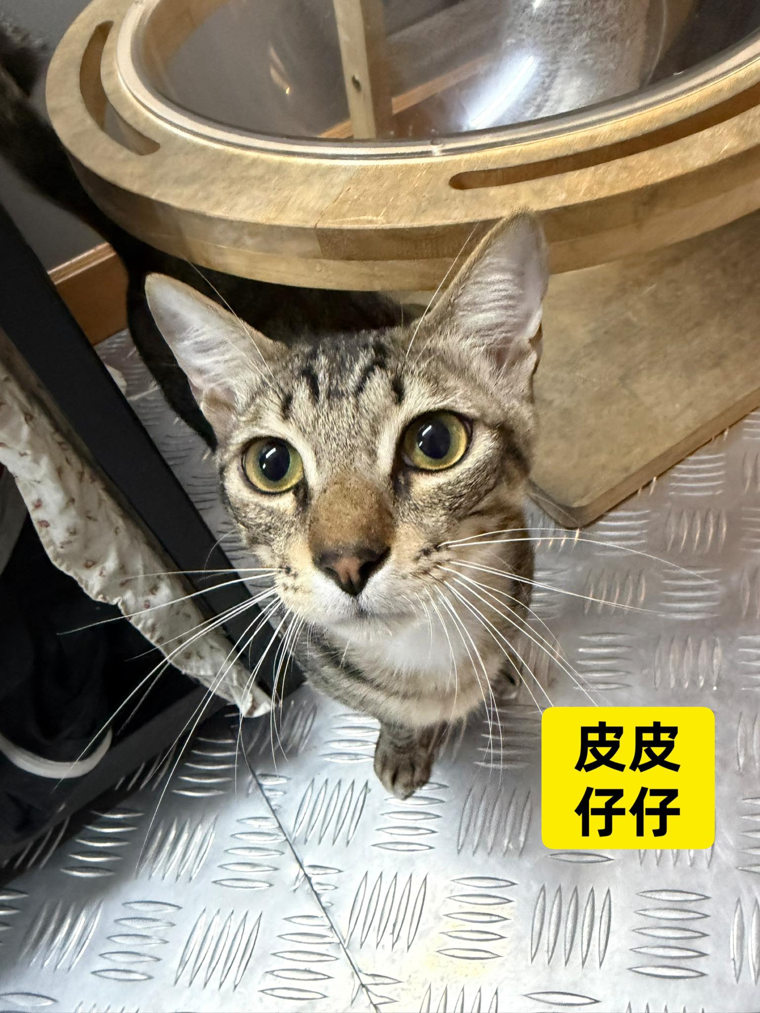 皮皮